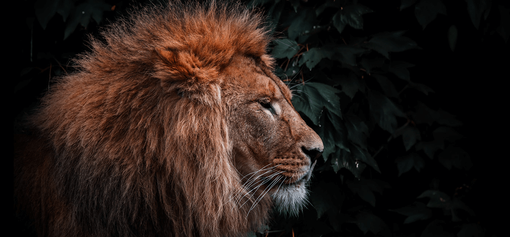 lion-natural