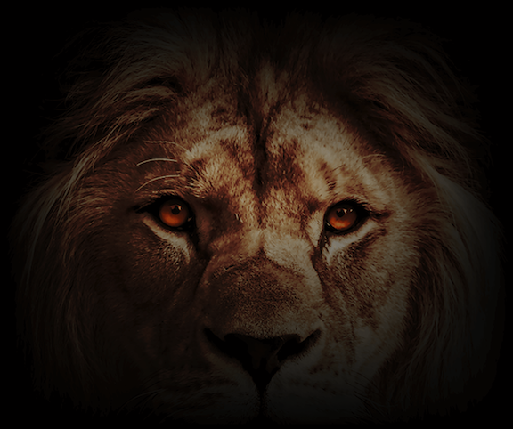 Lion_eyes