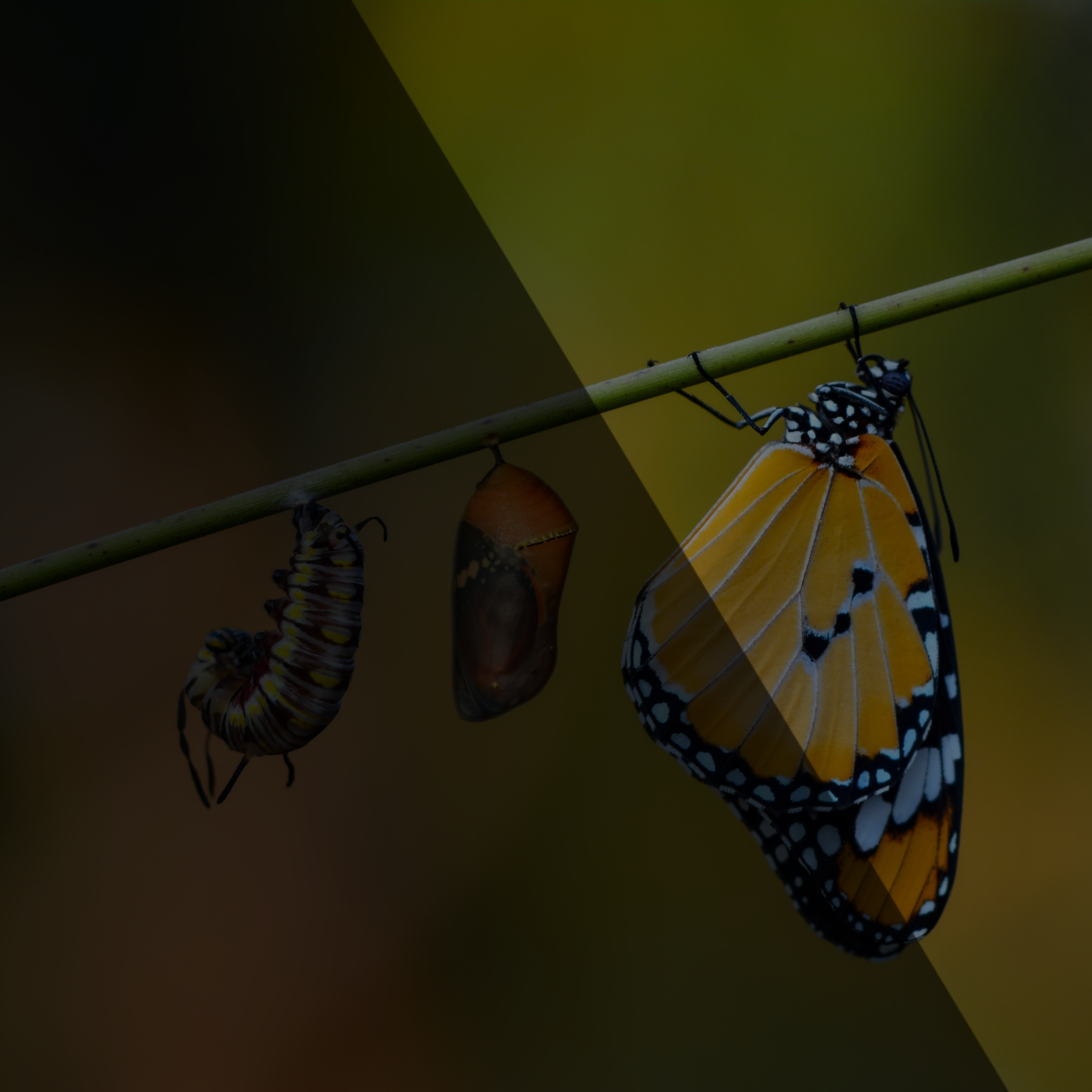 Blog-HEADER_template (97)
