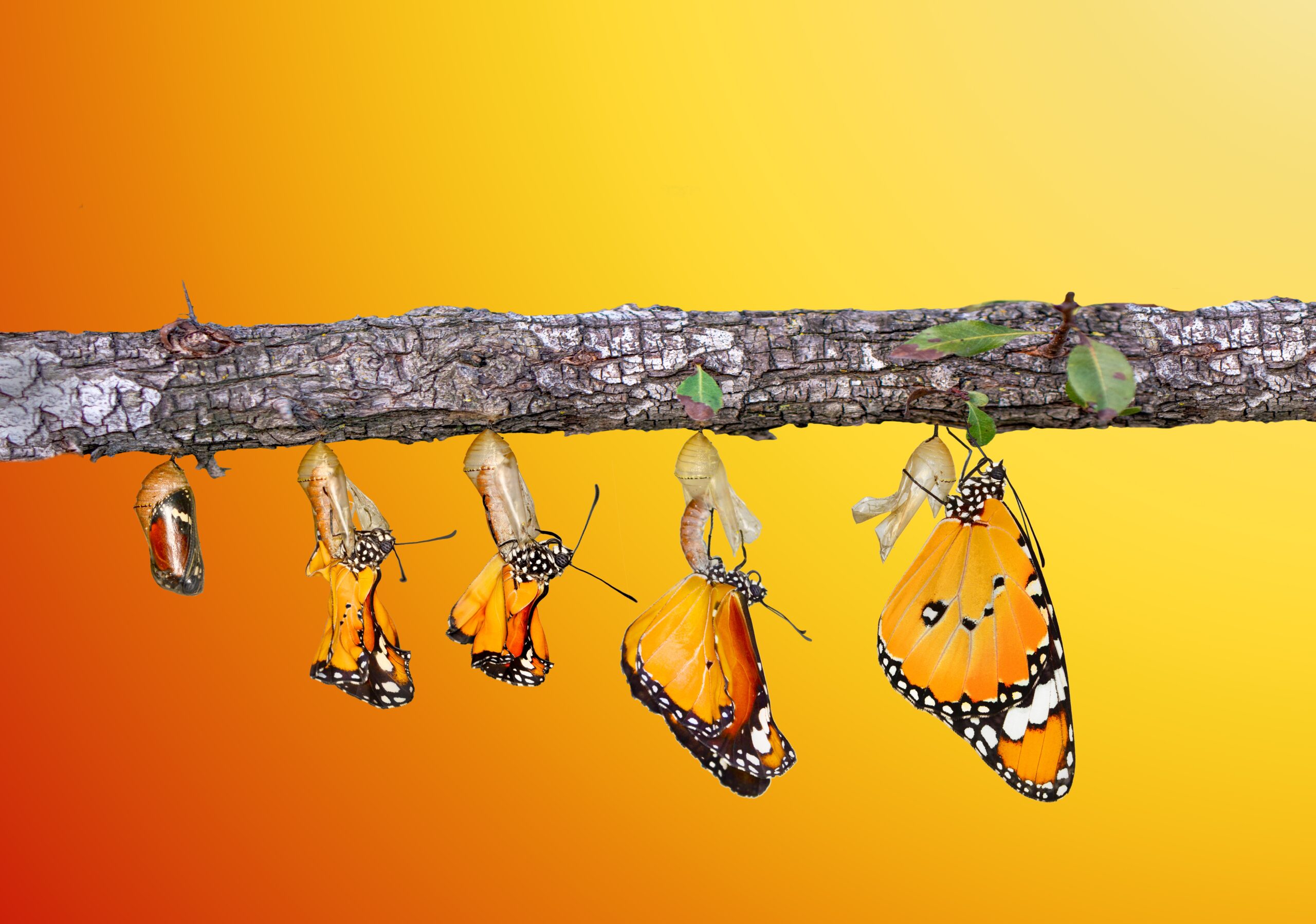 Amazing,Moment,.,Caterpillar,,Large,Tropical,Butterfly,Hatch,From,The